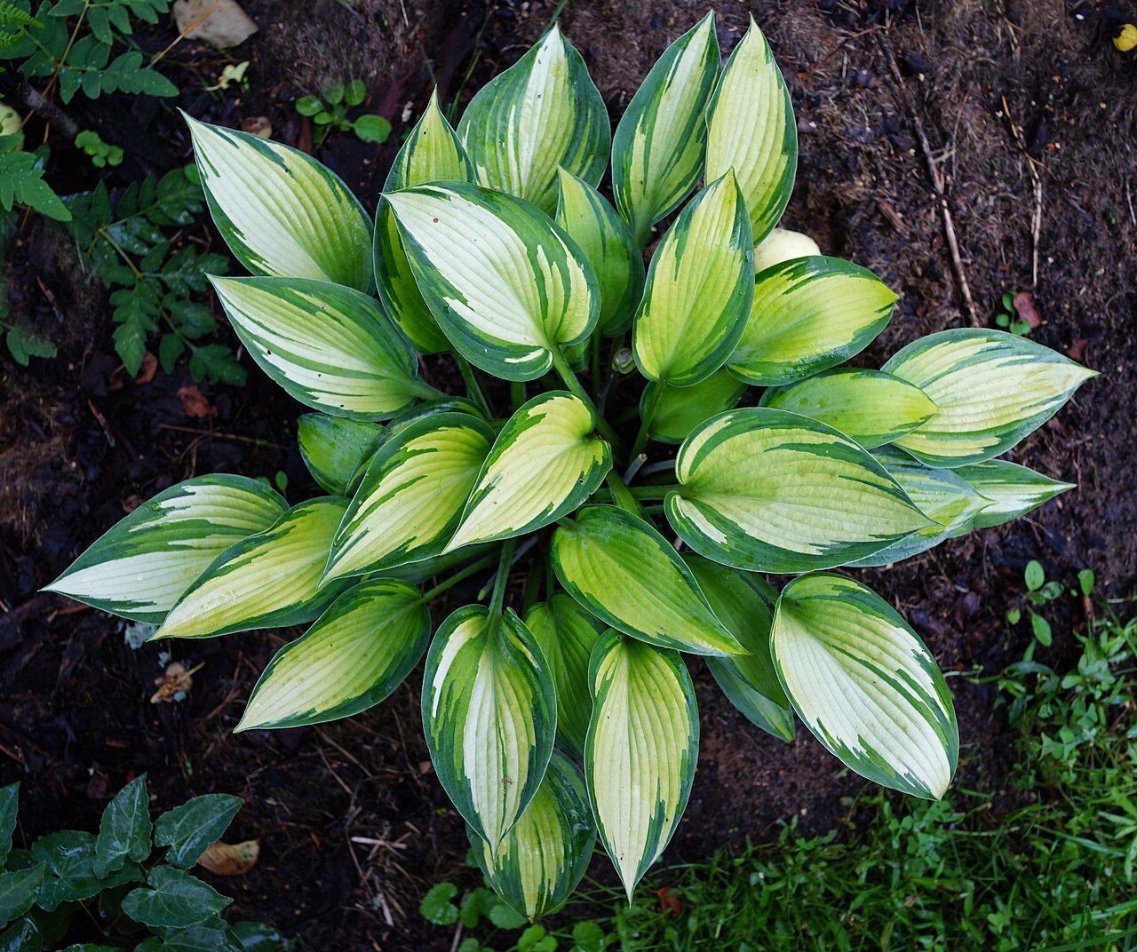 Хоста Джун (Hosta 'June') — розетка листьев с жёлтым центром и сизо-зелёной каймой, вид сверху