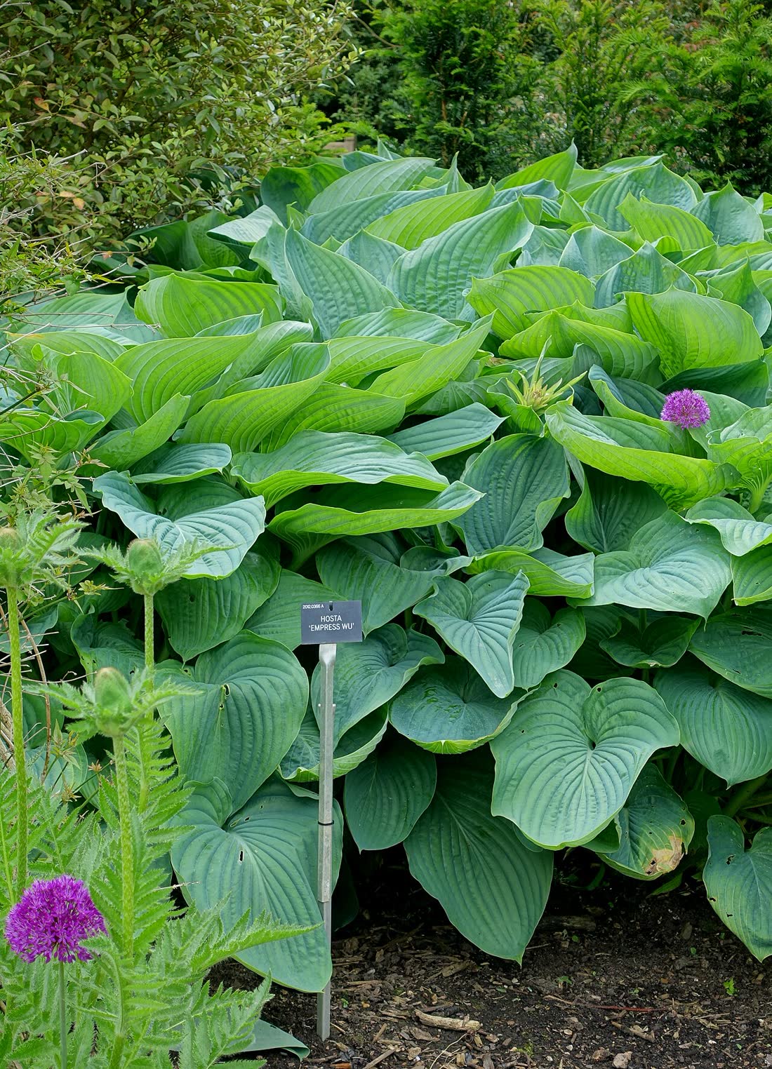 Хоста Эмпресс Ву (Hosta 'Empress Wu') — гигантский куст с крупными тёмно-зелёными листьями