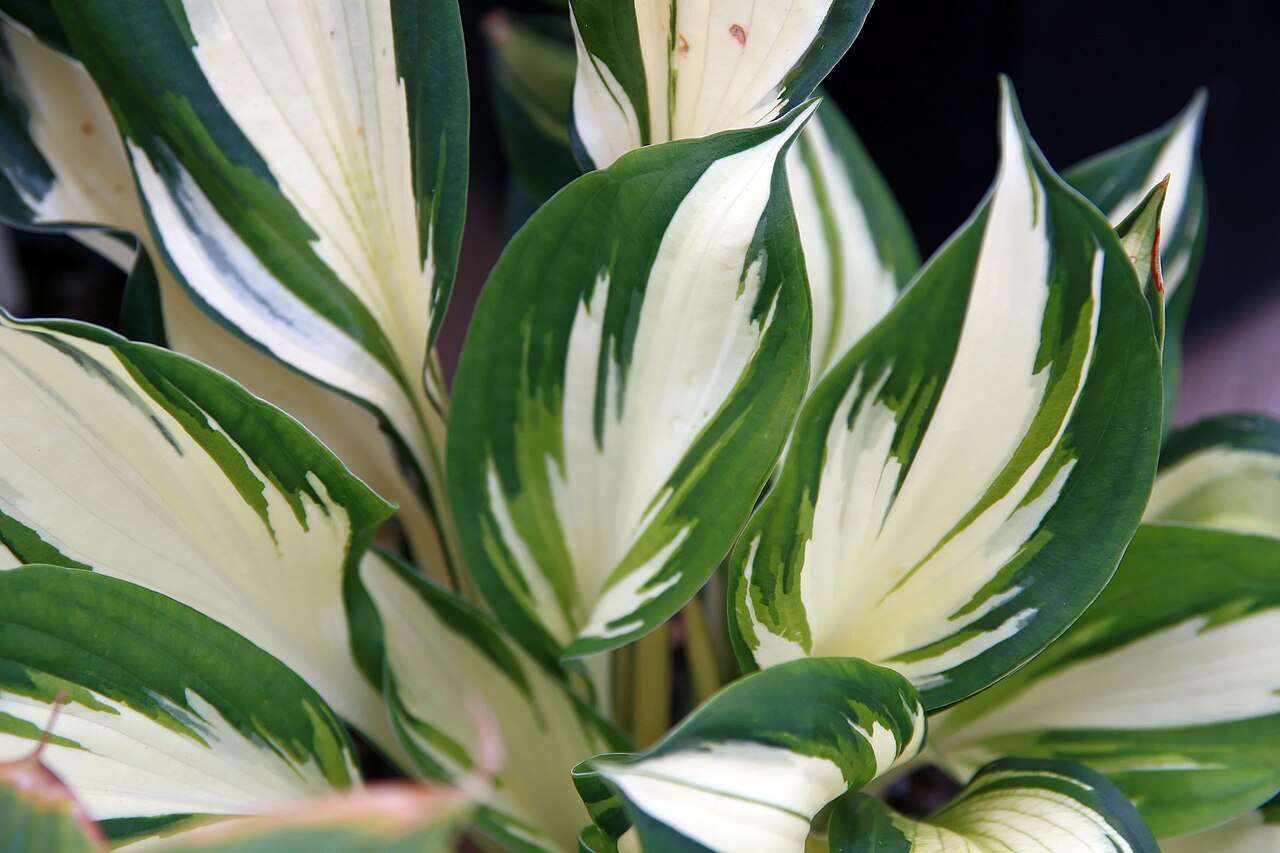Хоста Файер энд Айс (Hosta 'Fire and Ice') — белые листья с тёмно-зелёной каймой