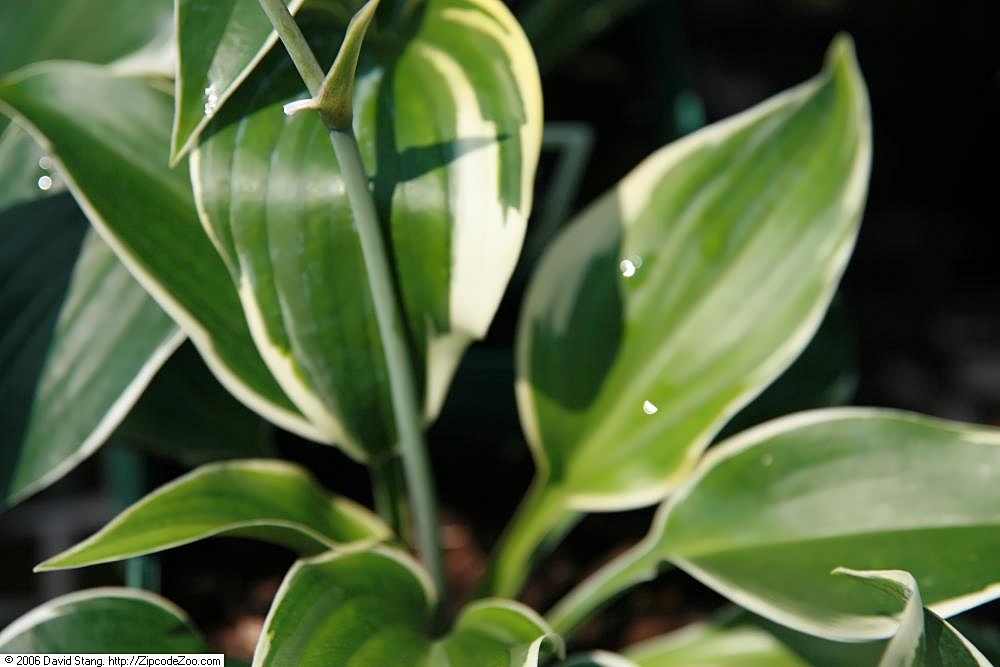 Хоста Ферст Фрост (Hosta 'First Frost') — молодые сизо-зелёные листья с узкой светлой каймой