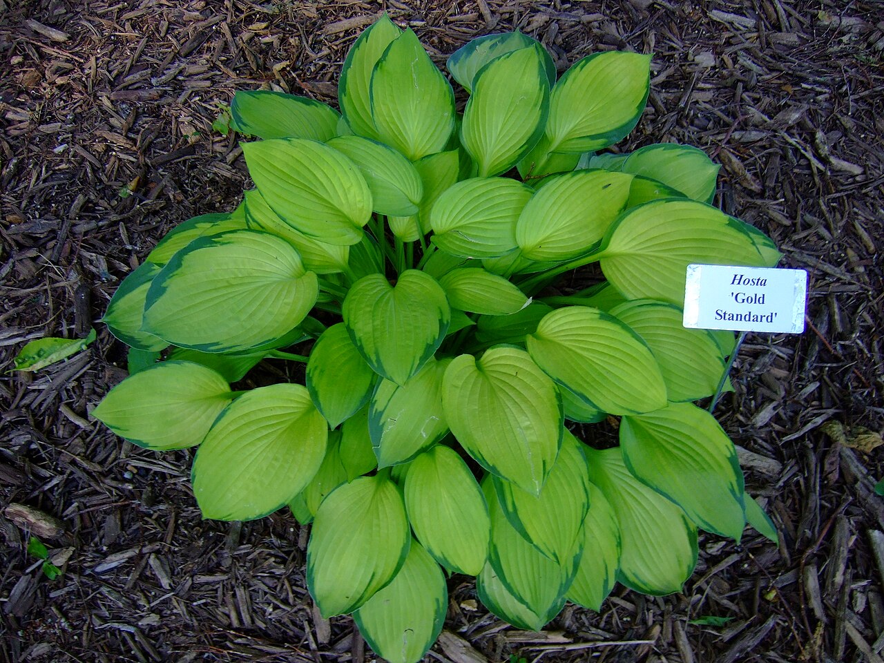 Хоста Голд Стандарт (Hosta 'Gold Standard') — куст с золотисто-салатовыми листьями и неровной зелёной каймой, рядом табличка с названием сорта