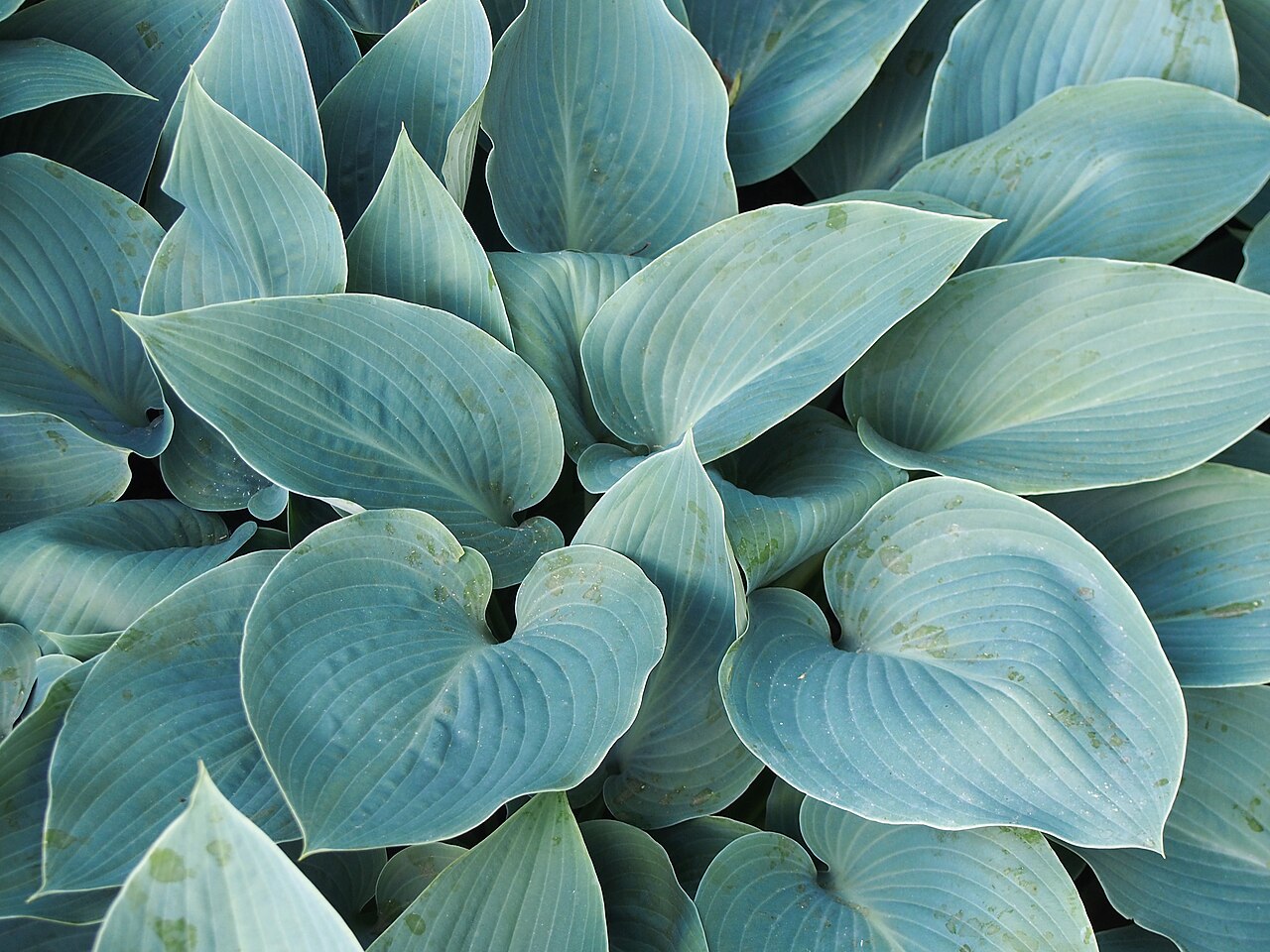 Хоста Халцион (Hosta 'Halcyon') — куст с голубыми сердцевидными листьями, сверху видны параллельные жилки и восковой налёт
