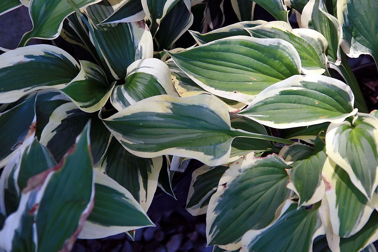 Хоста Патриот (Hosta 'Patriot') — тёмно-зелёные листья с широкой кремово-белой каймой