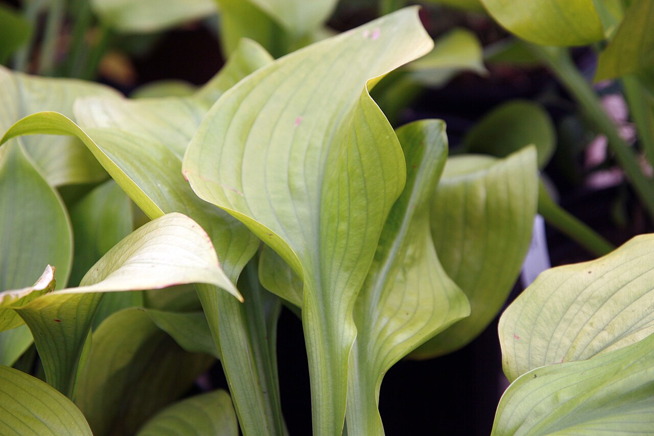 Хоста Сам энд Субстанс (Hosta 'Sum and Substance') — крупные светлые жёлто-зелёные листья с выраженными жилками