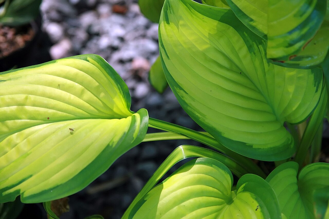 Хоста Стейнд Гласс (Hosta 'Stained Glass') — куст с золотисто-жёлтыми листьями и тёмно-зелёной каймой