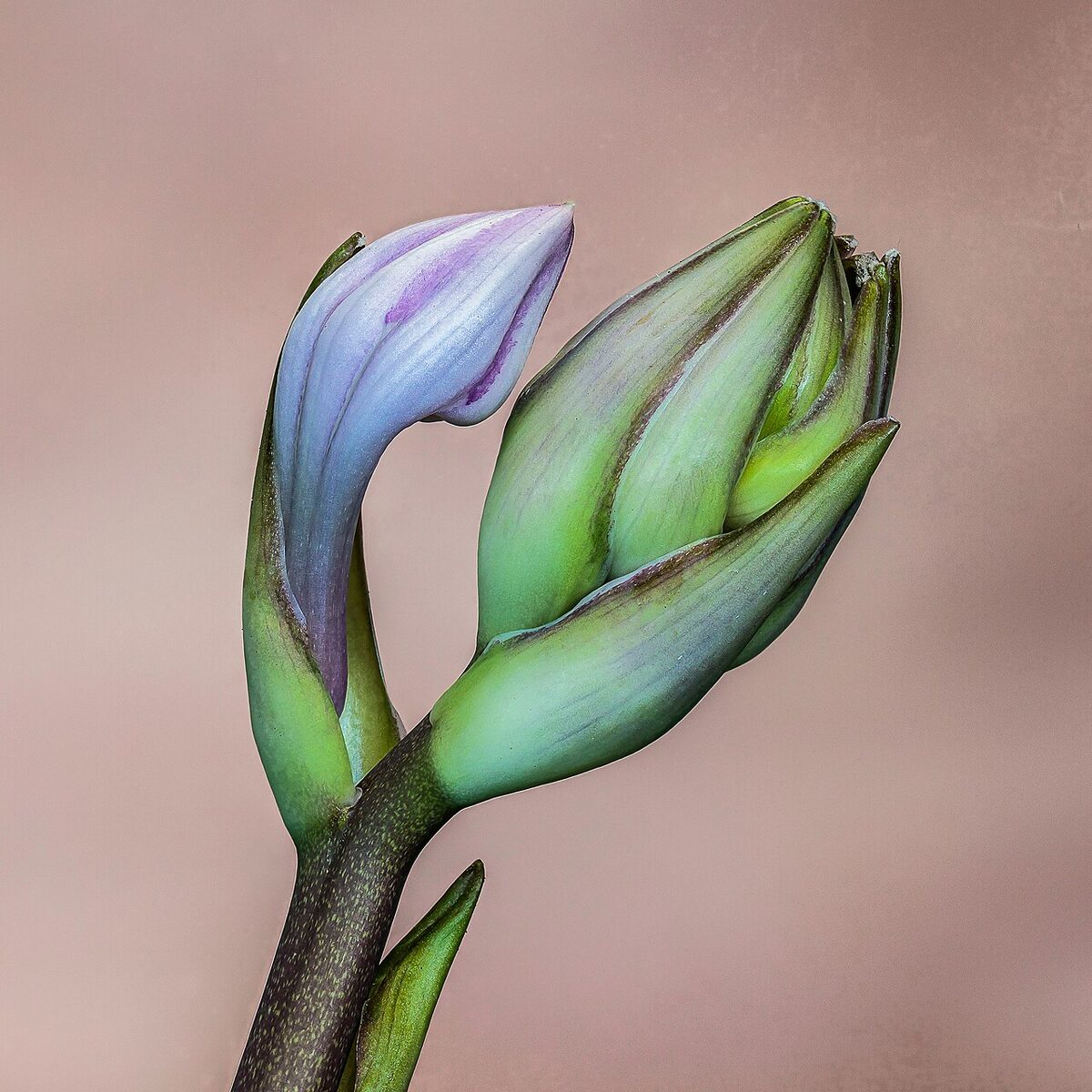 Хоста (Hosta) — внешний вид растения