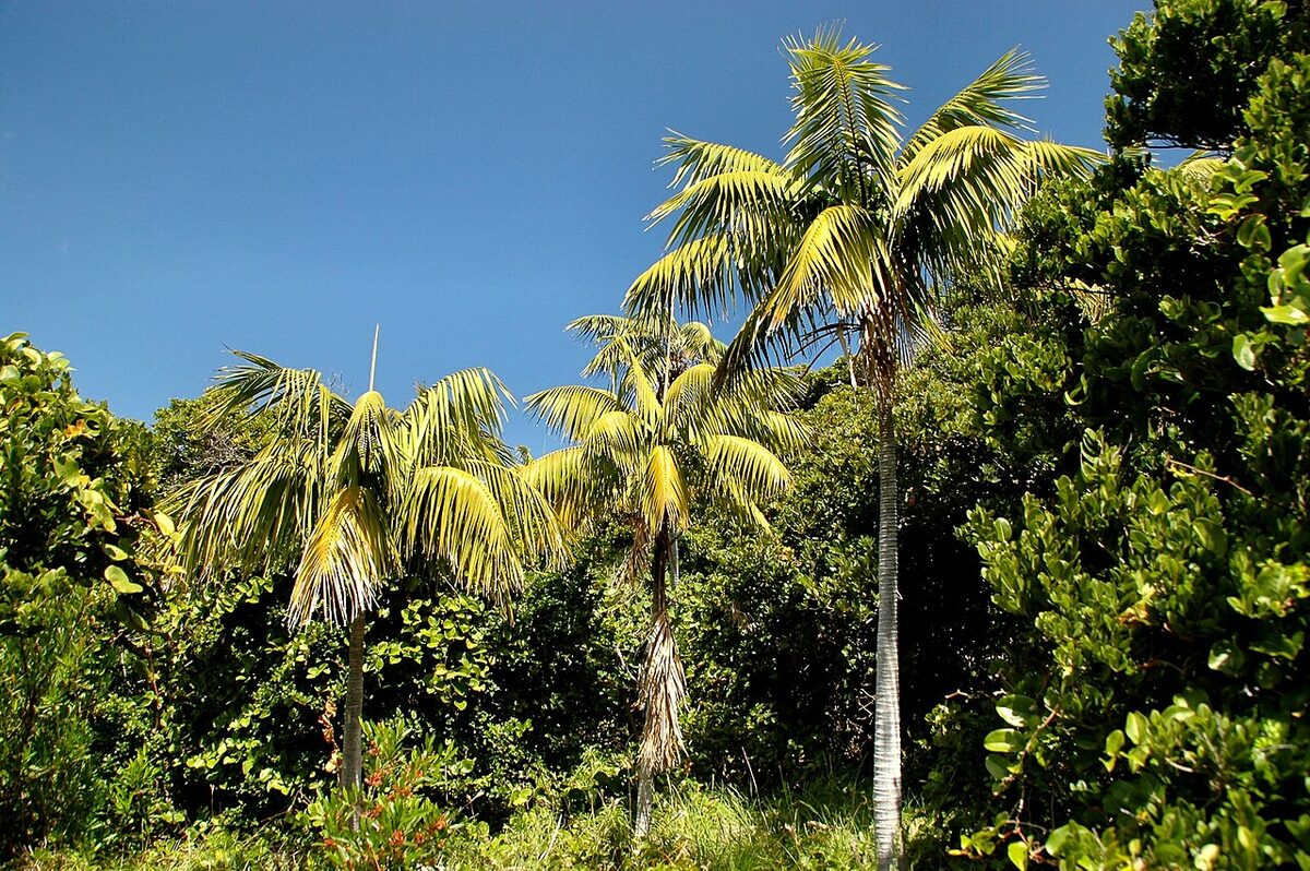 Ховея (Howea forsteriana) — внешний вид растения