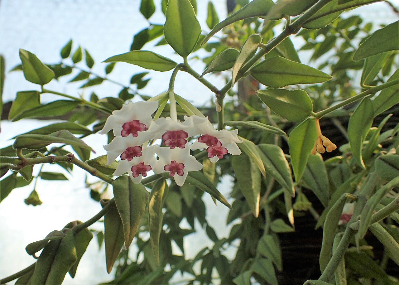 Хойя белла (Hoya bella) — белые звёздчатые цветки с пурпурной короной в повислом зонтике среди мелких заострённых листьев на тонких побегах