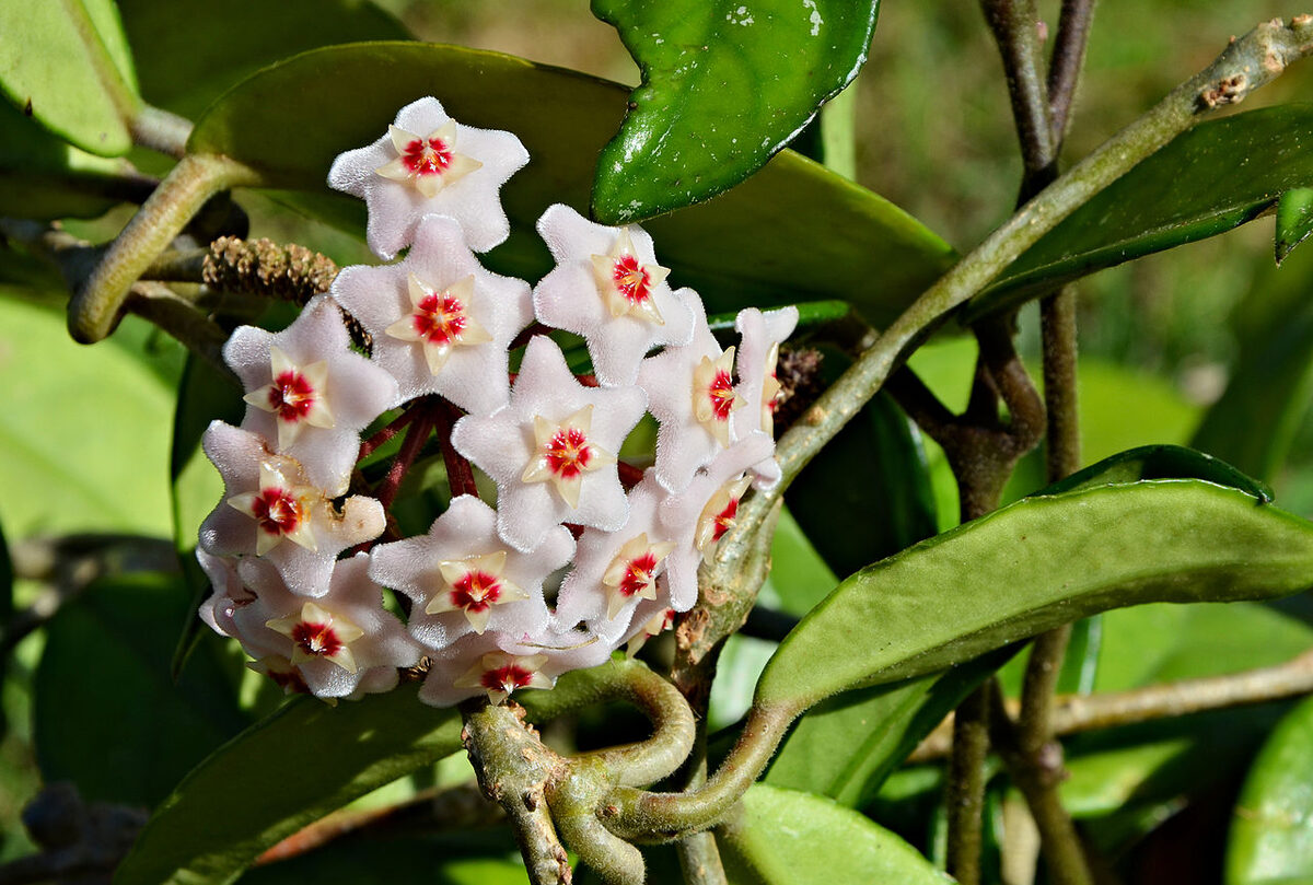 Хойя (восковой плющ) (Hoya carnosa) — внешний вид растения