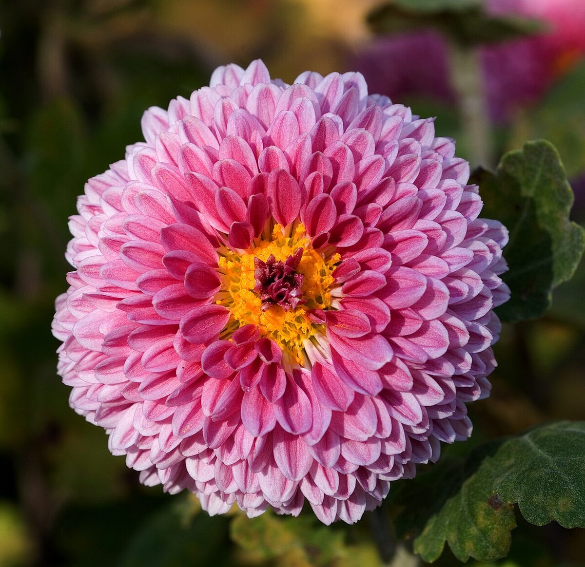 Хризантема комнатная (Chrysanthemum) — внешний вид растения
