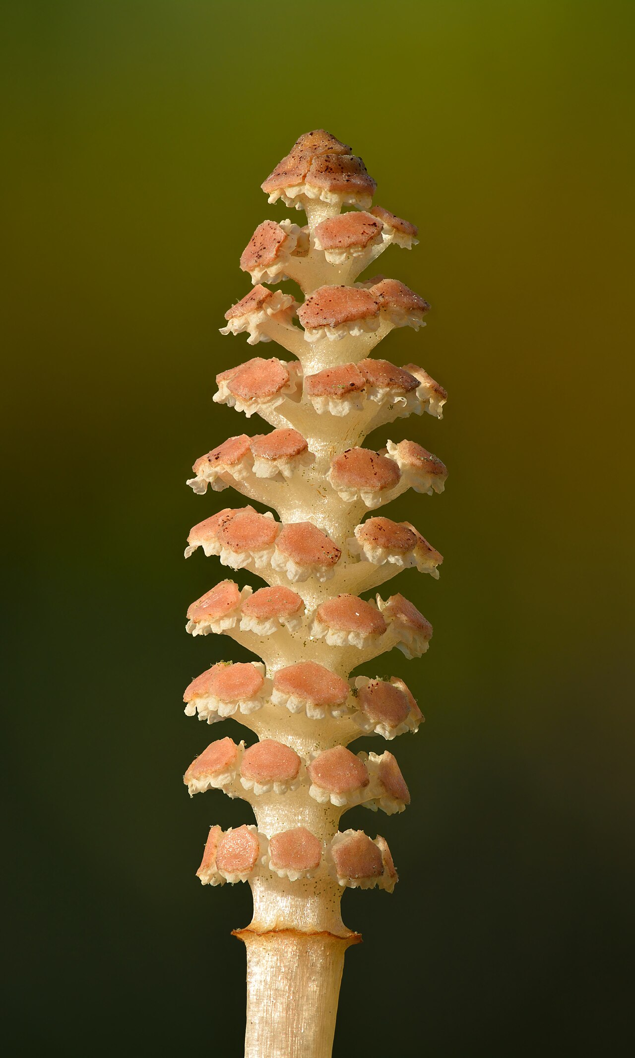 Хвощ полевой (Equisetum arvense) — внешний вид растения