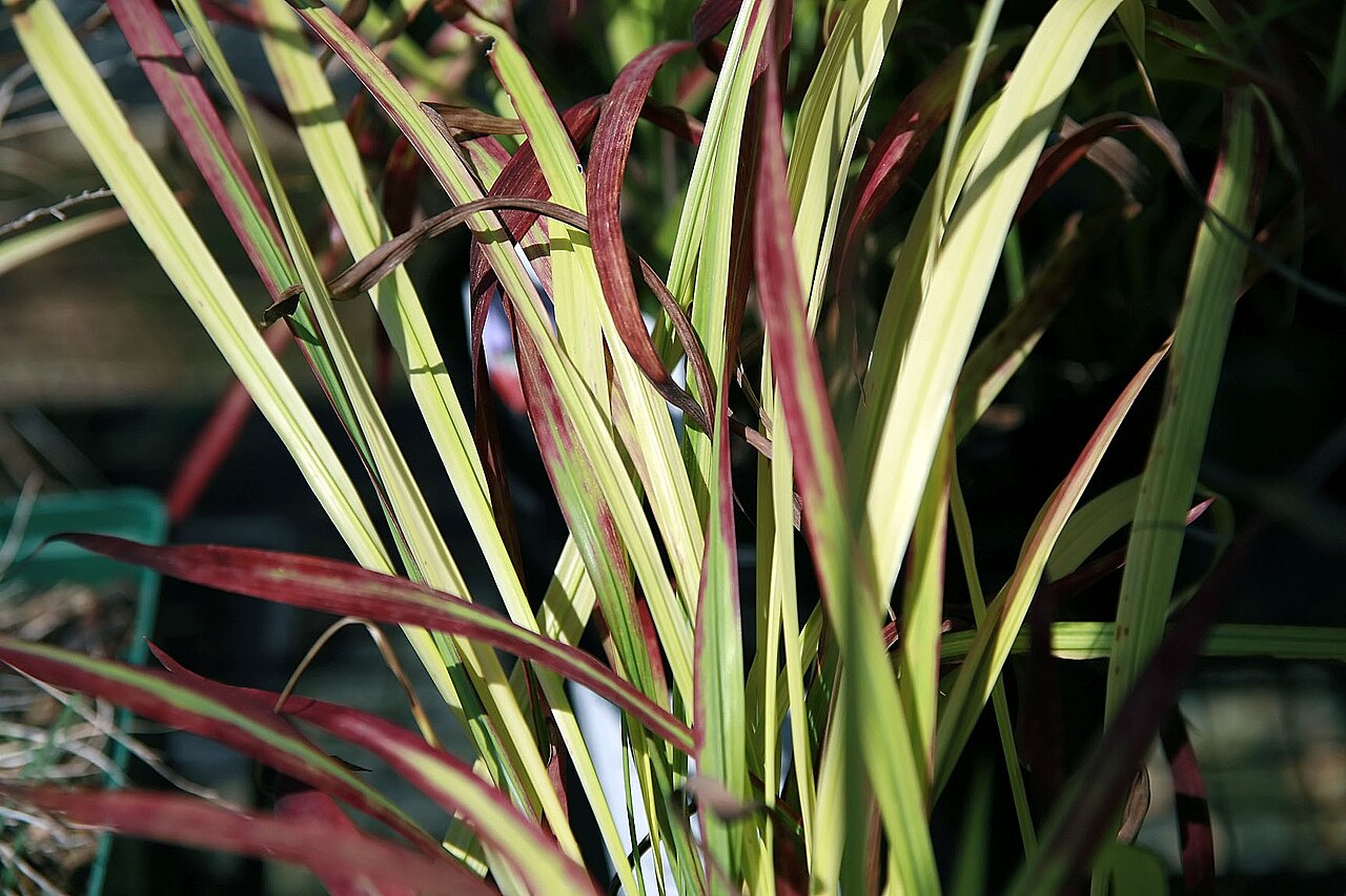 Императа (Imperata cylindrica) — внешний вид растения