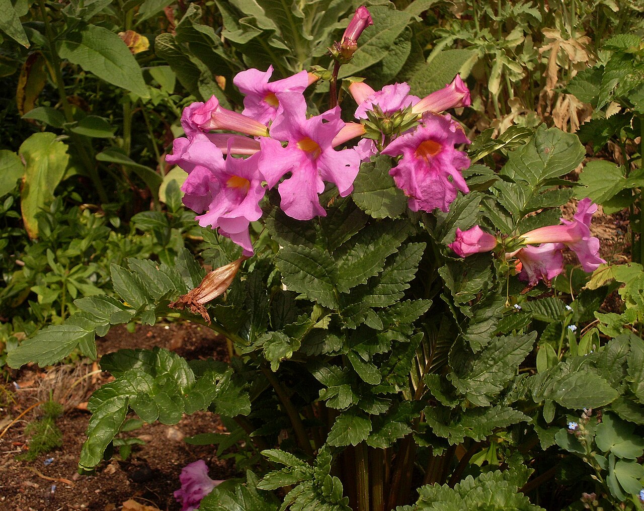 Инкарвиллея (Incarvillea delavayi) — внешний вид растения