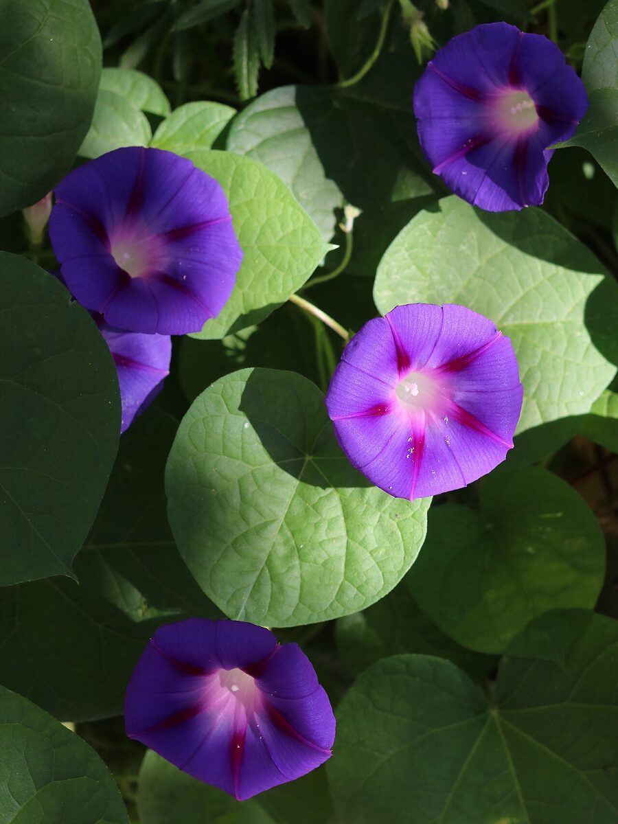 Ипомея (Ipomoea) — внешний вид растения