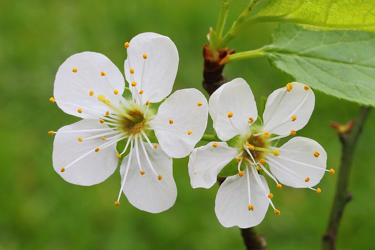 Ирга (Amelanchier) — внешний вид растения