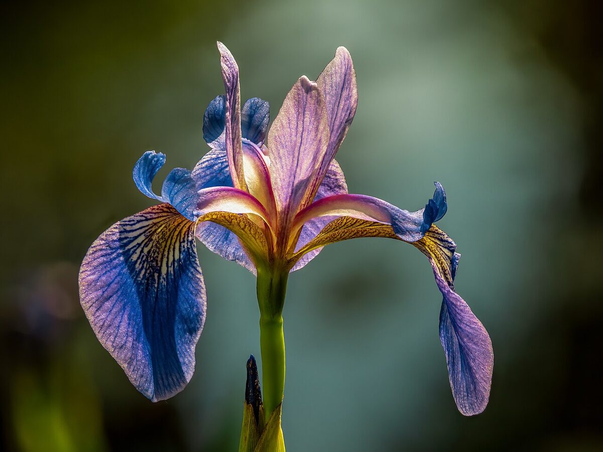 Ирис (Iris) — внешний вид растения
