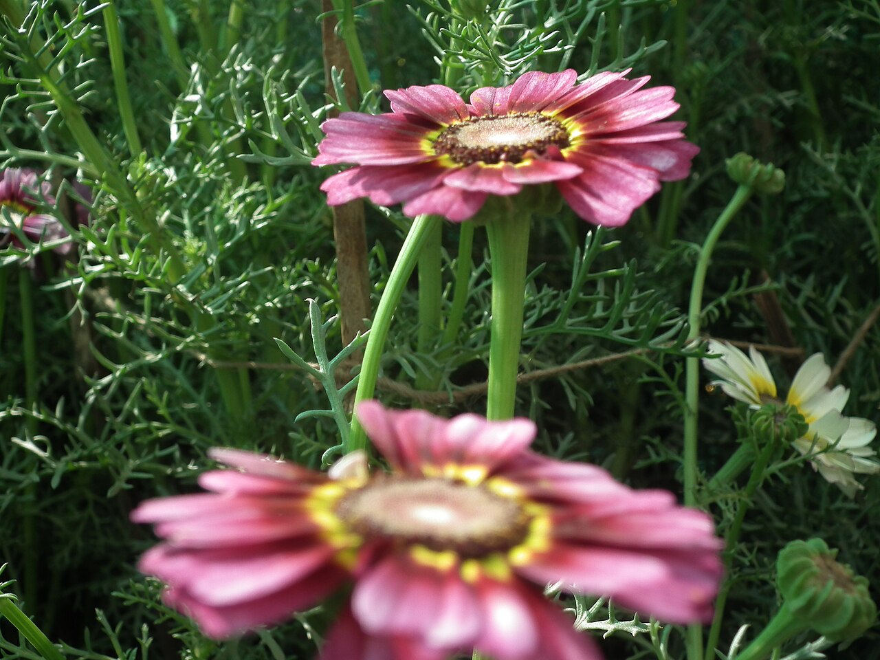 Исмелия (Ismelia carinata) — внешний вид растения