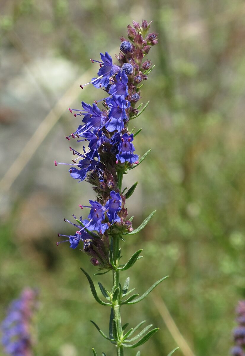 Иссоп (Hyssopus officinalis) — внешний вид растения