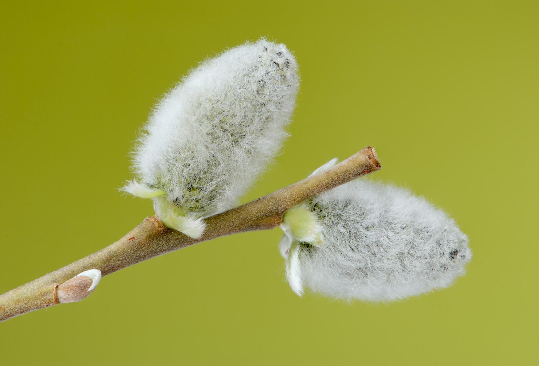 Ива козья (Salix caprea) — пушистые серебристые серёжки на голых ветвях ранней весной