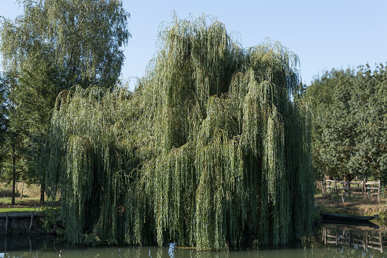 Ива плакучая (Salix babylonica) — внешний вид растения с ниспадающими до воды ветвями