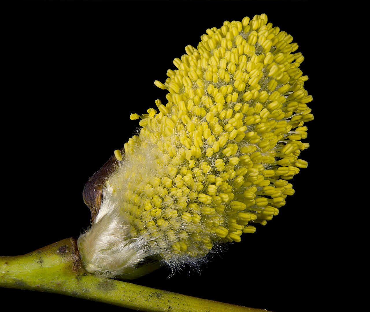 Ива (Salix) — внешний вид растения