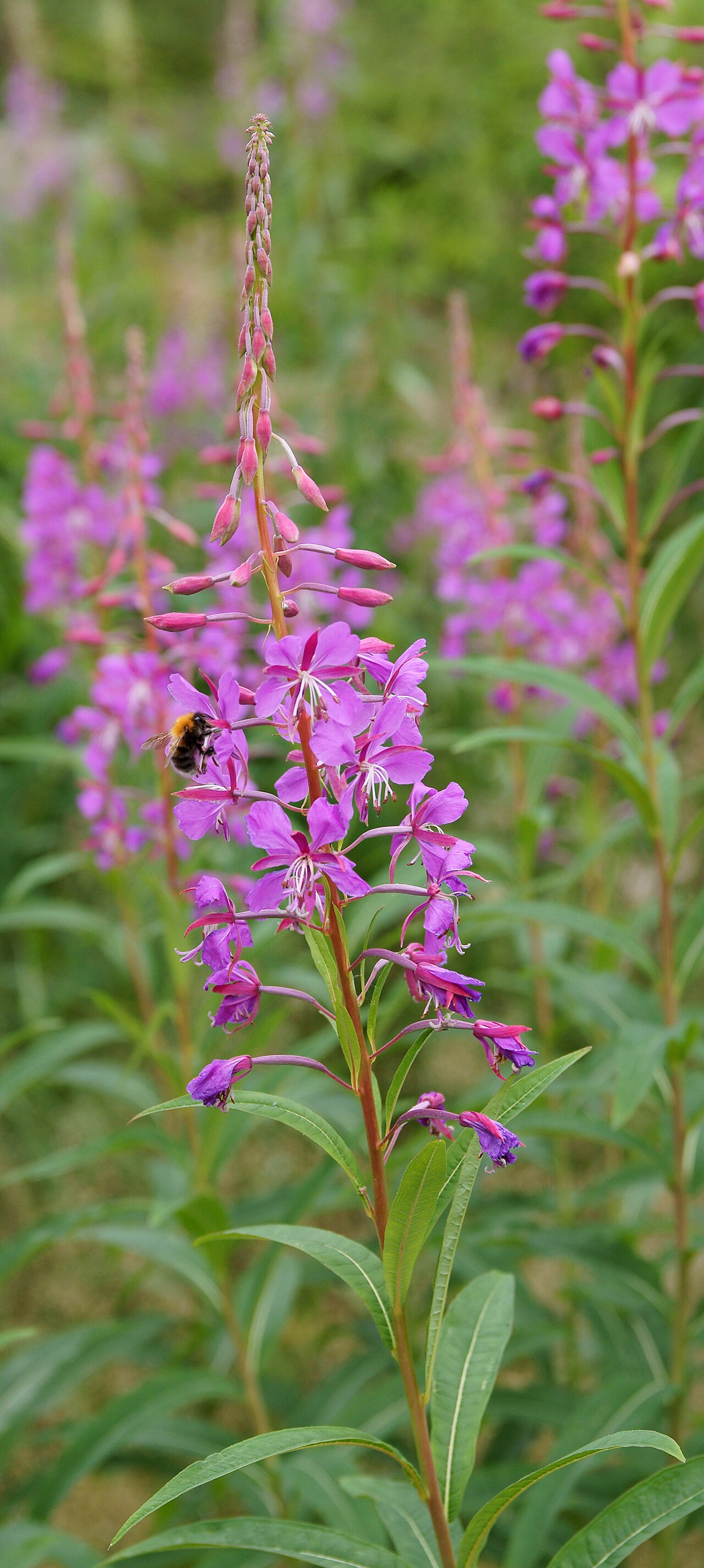 Иван-чай (Chamaenerion angustifolium) — внешний вид растения