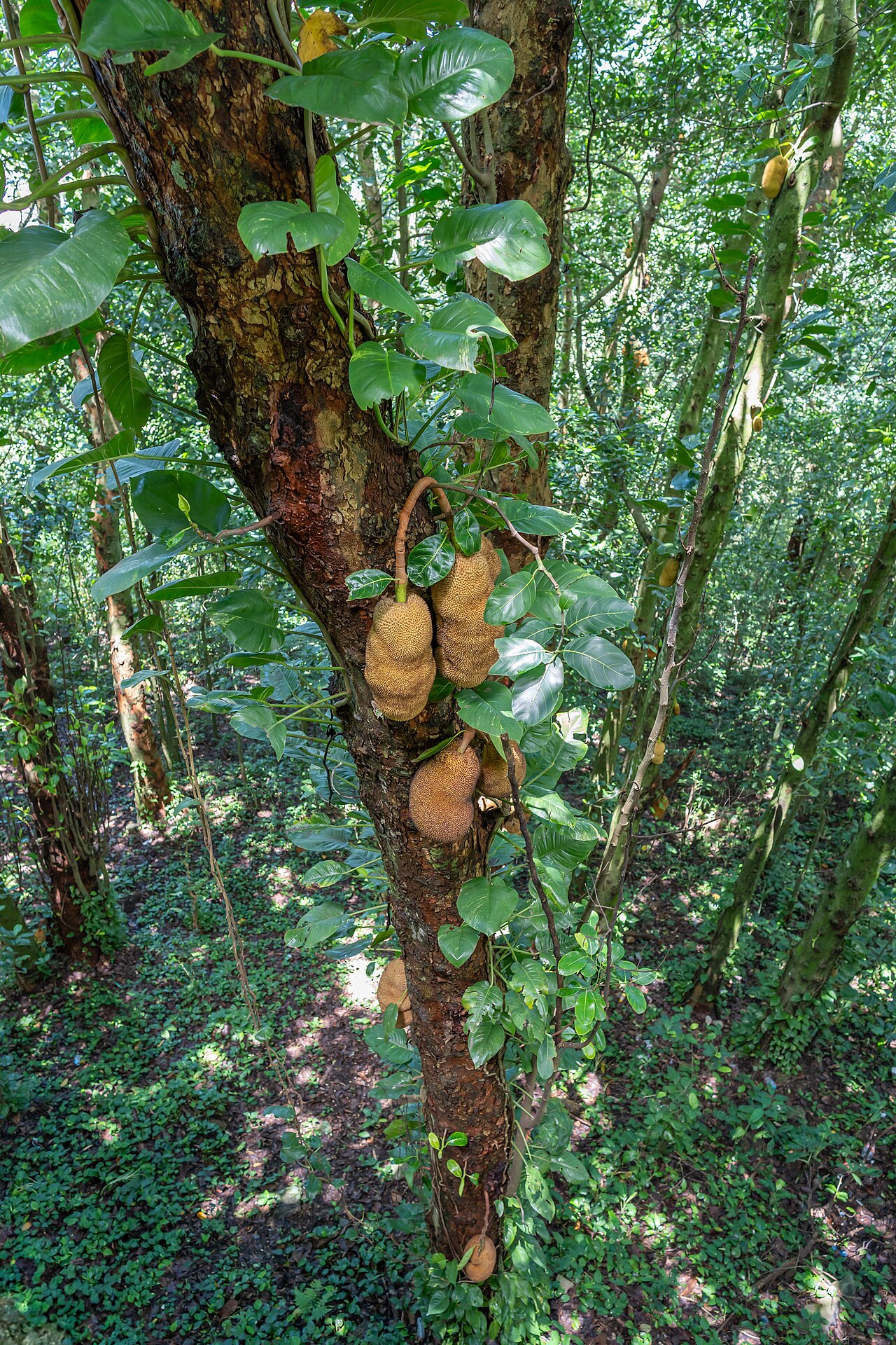Джекфрут (Artocarpus heterophyllus) — внешний вид растения