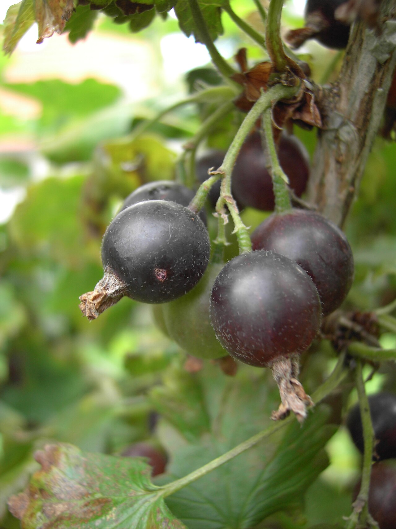 Йошта (Ribes × nidigrolaria) — внешний вид растения
