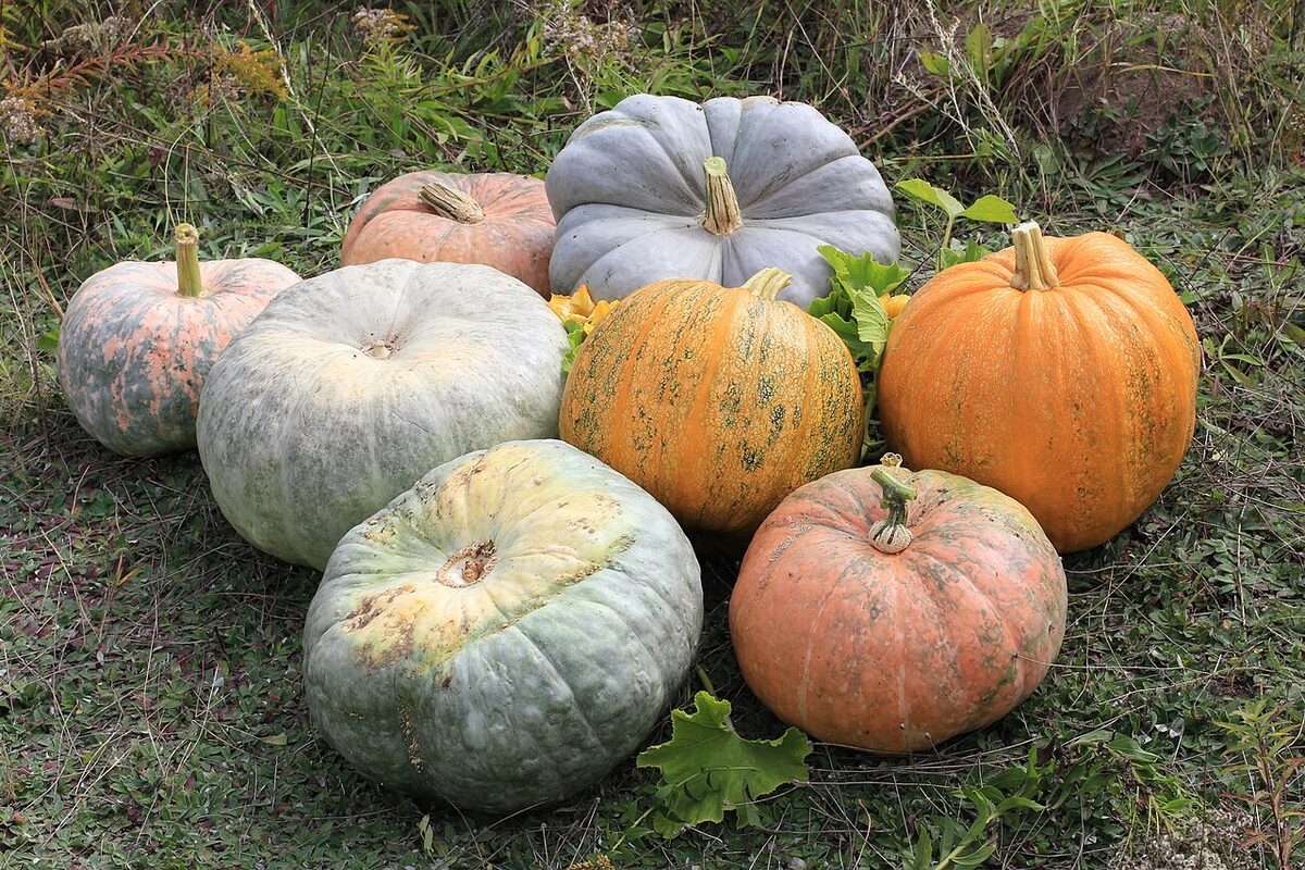 Кабачок (Cucurbita pepo) — внешний вид растения