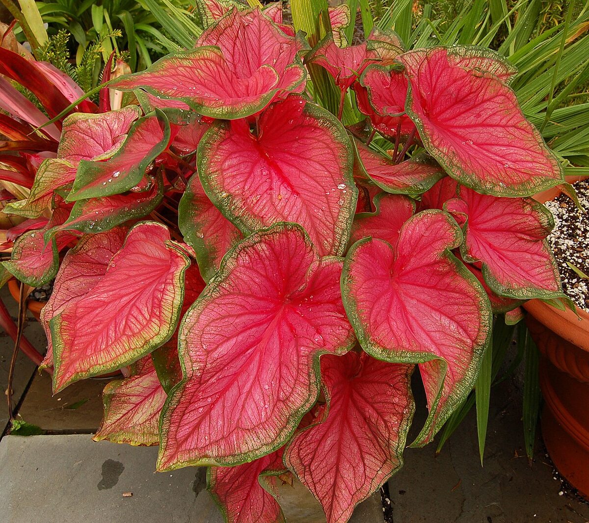 Каладиум (Caladium) — внешний вид растения