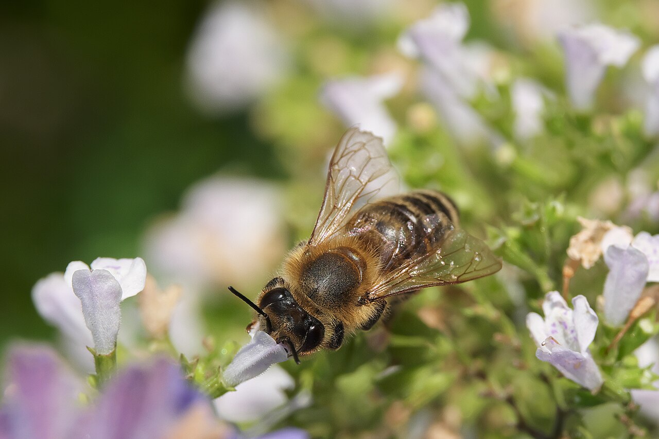 Каламинта (Calamintha nepeta) — внешний вид растения