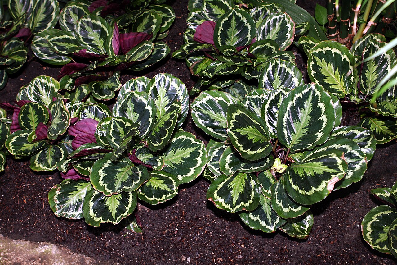 Калатея розеопикта (Calathea roseopicta) формы «Медальон» — глянцевые листья с кремово-серебристой полосой и бордовой изнанкой
