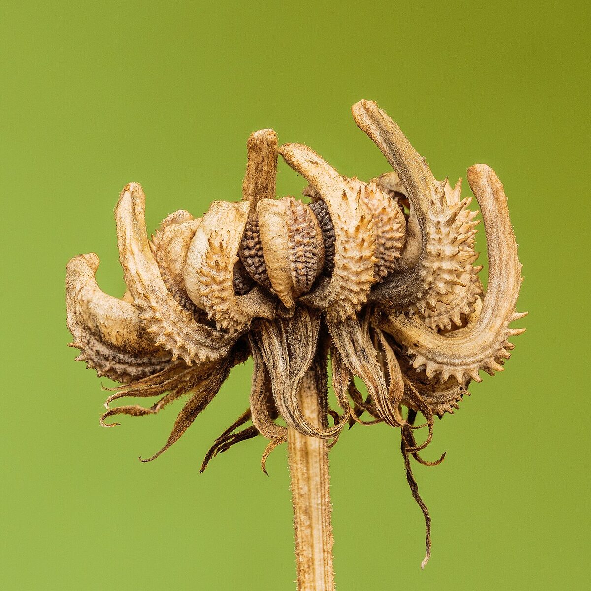 Календула (Calendula officinalis) — внешний вид растения