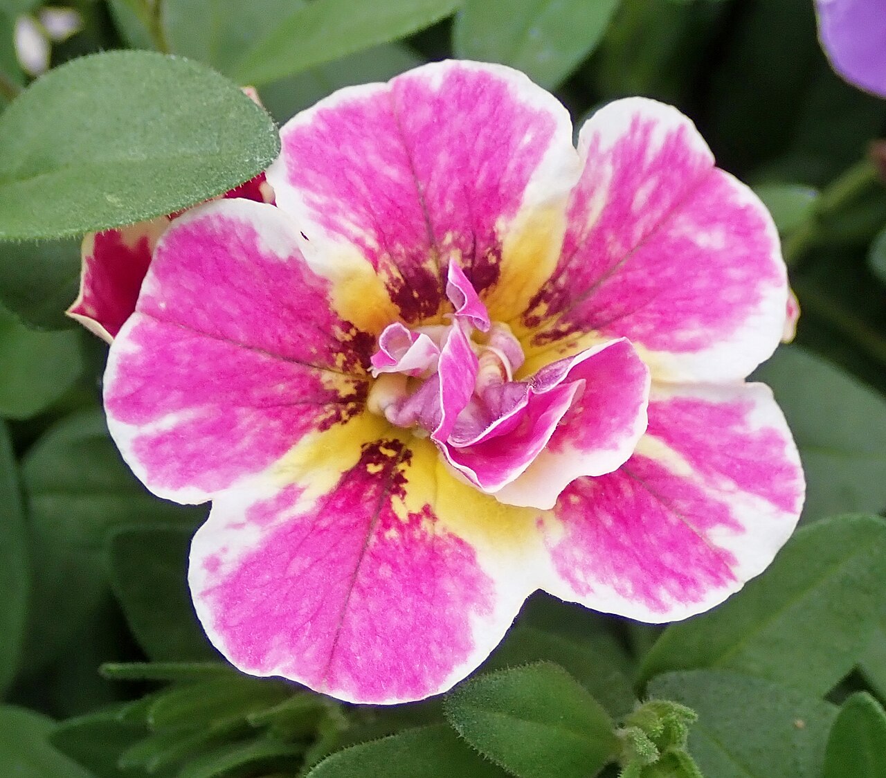 Калибрахоа (Calibrachoa) — внешний вид растения