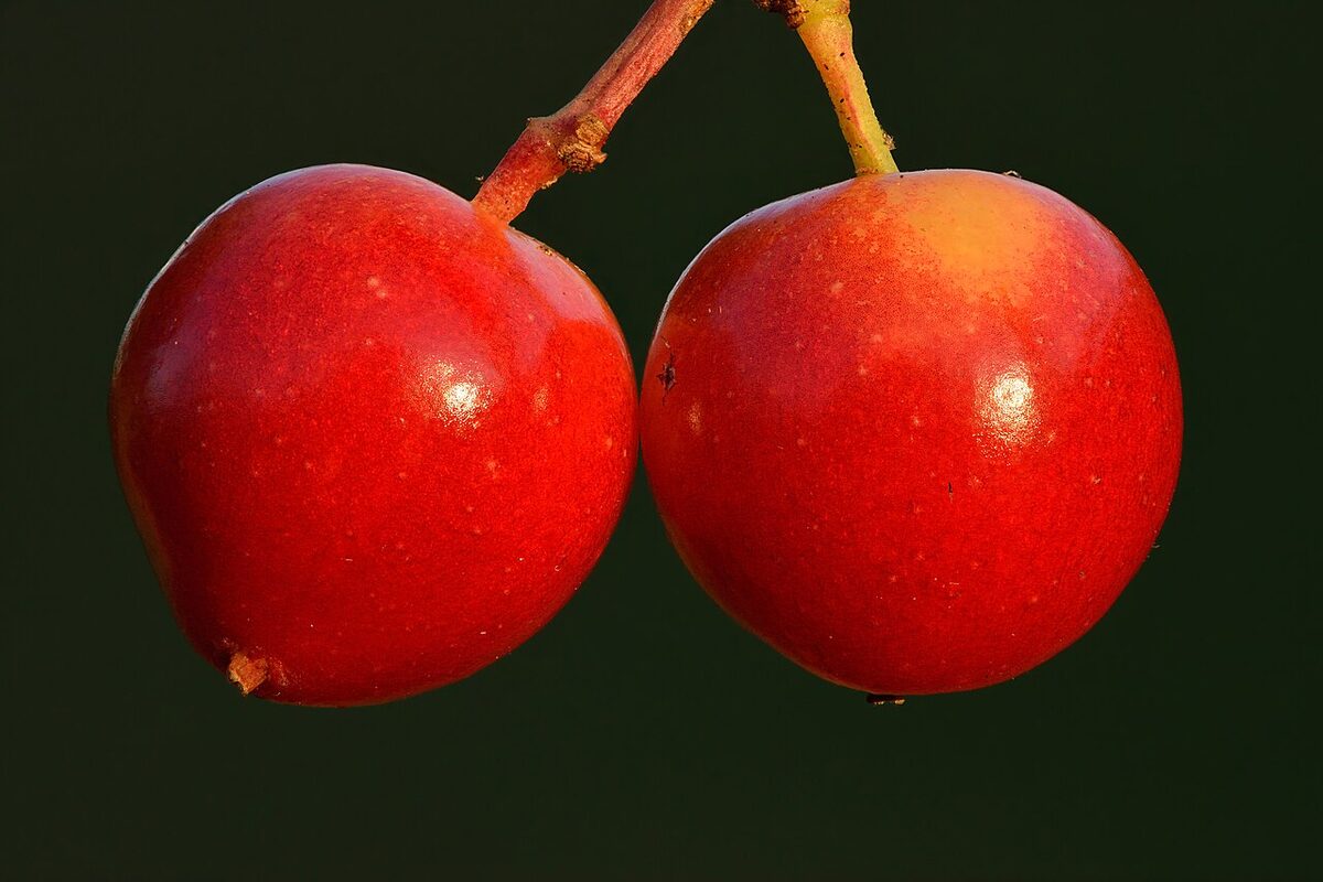 Калина (Viburnum opulus) — внешний вид растения