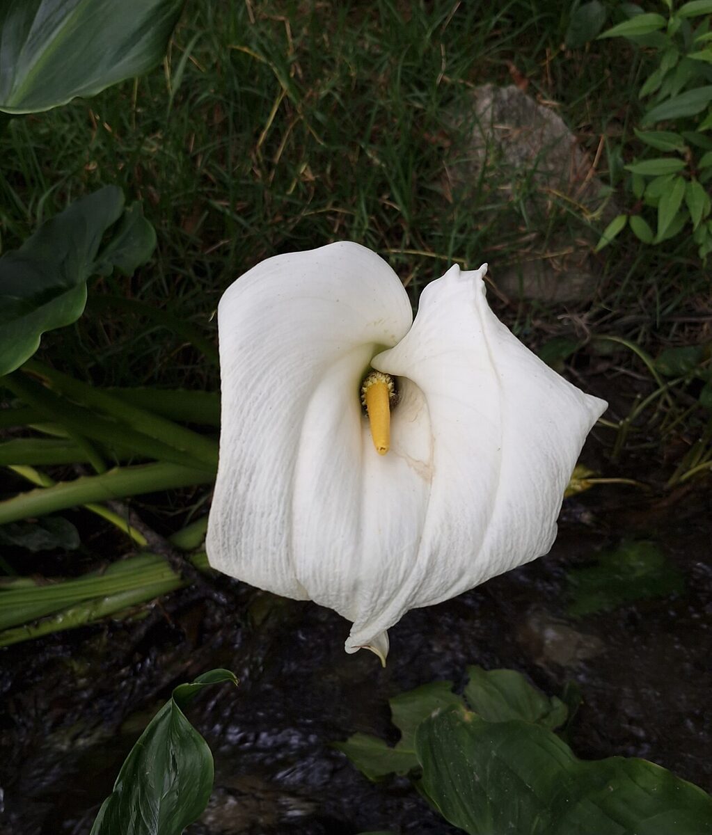 Калла (зантедеския) (Zantedeschia) — внешний вид растения