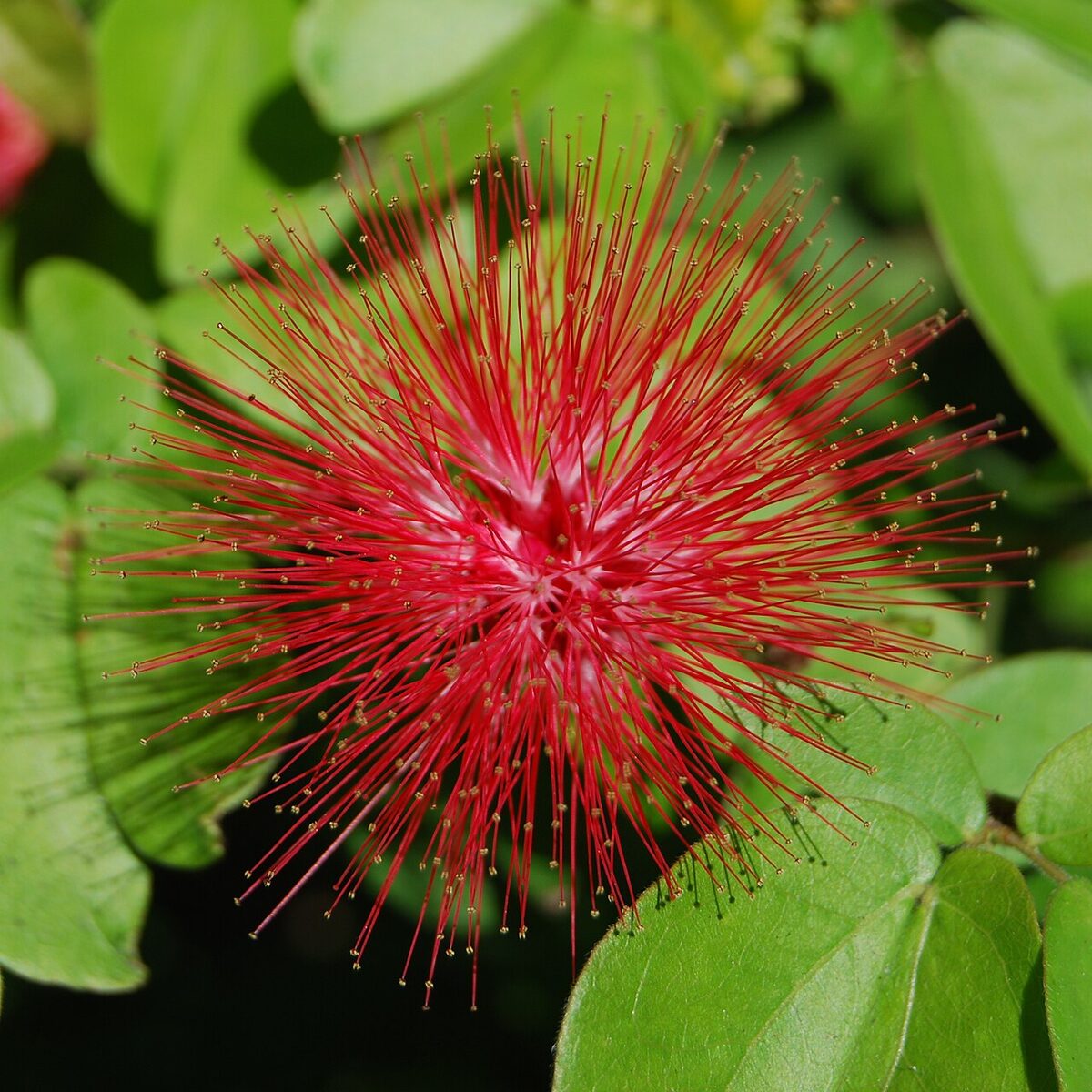 Каллиандра (Calliandra) — внешний вид растения