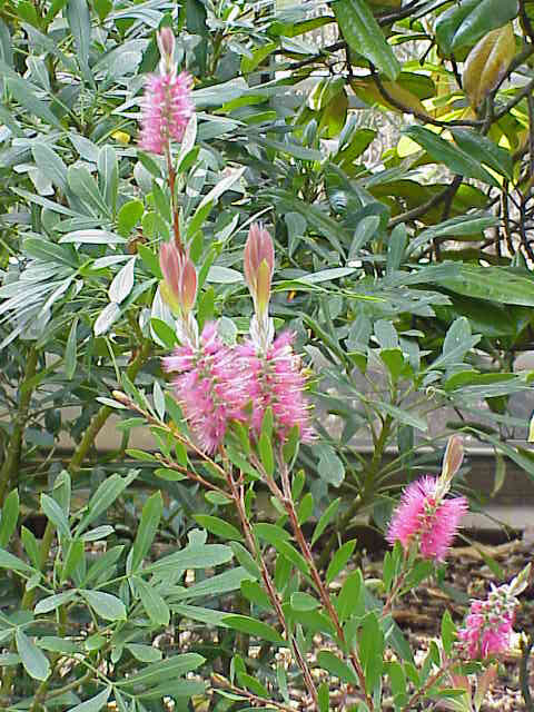 Каллистемон (Callistemon) — внешний вид растения