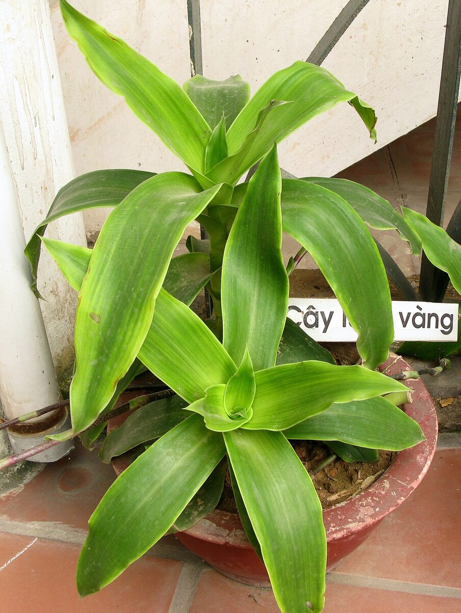 Каллизия (Callisia fragrans) — внешний вид растения