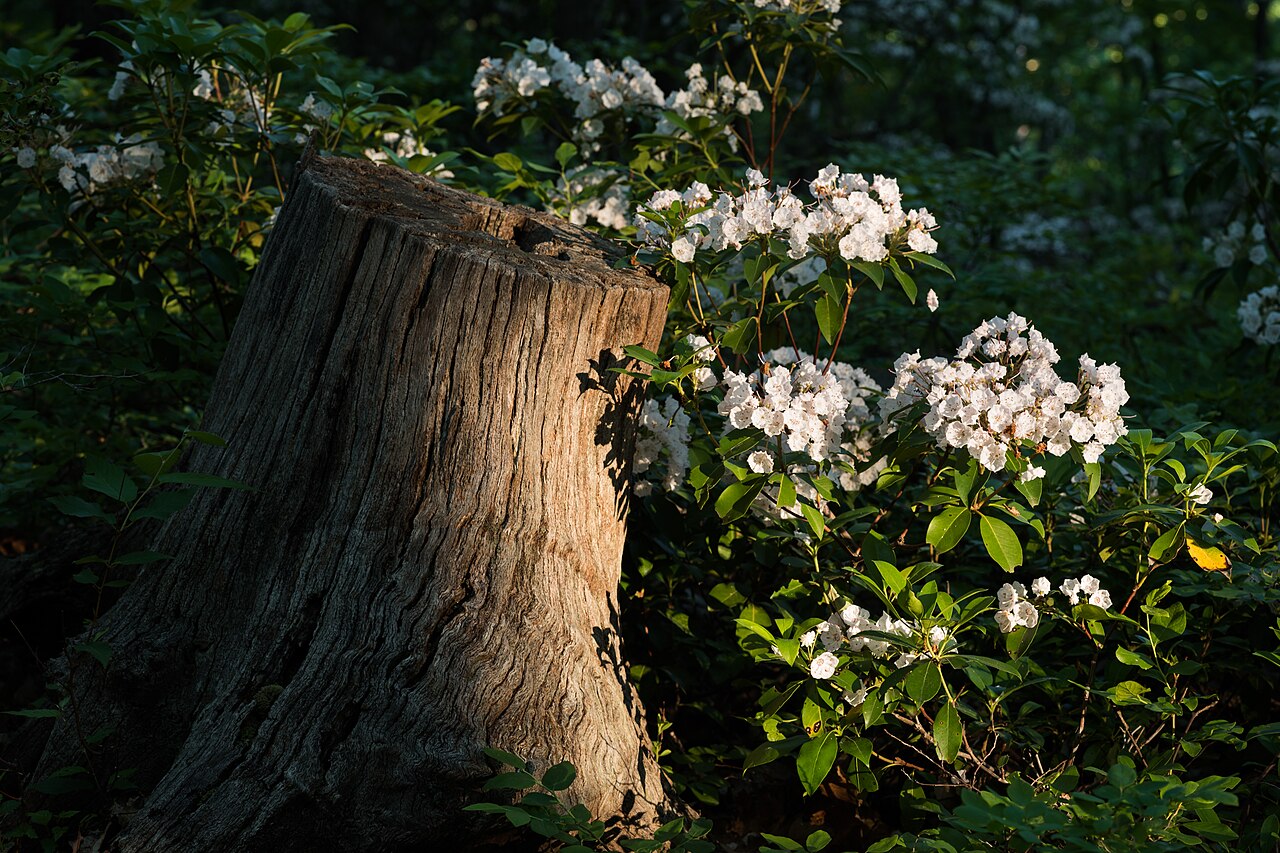 Кальмия (Kalmia latifolia) — внешний вид растения