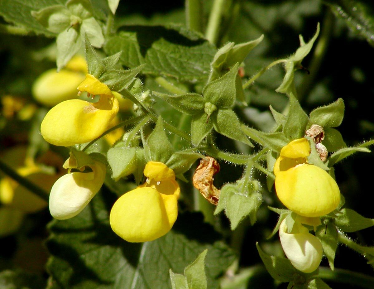 Кальцеолярия (Calceolaria) — внешний вид растения