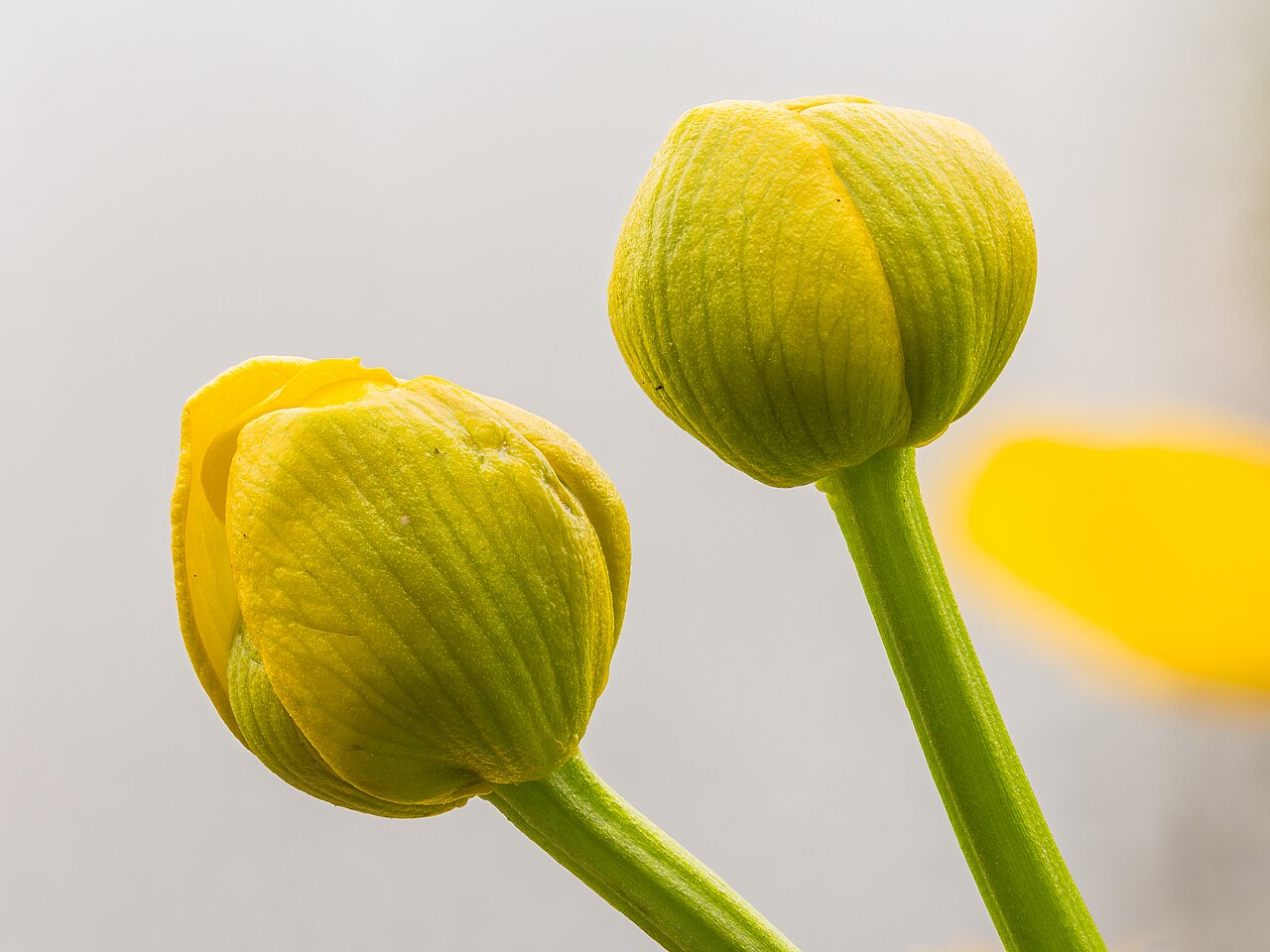 Калужница (Caltha palustris) — внешний вид растения