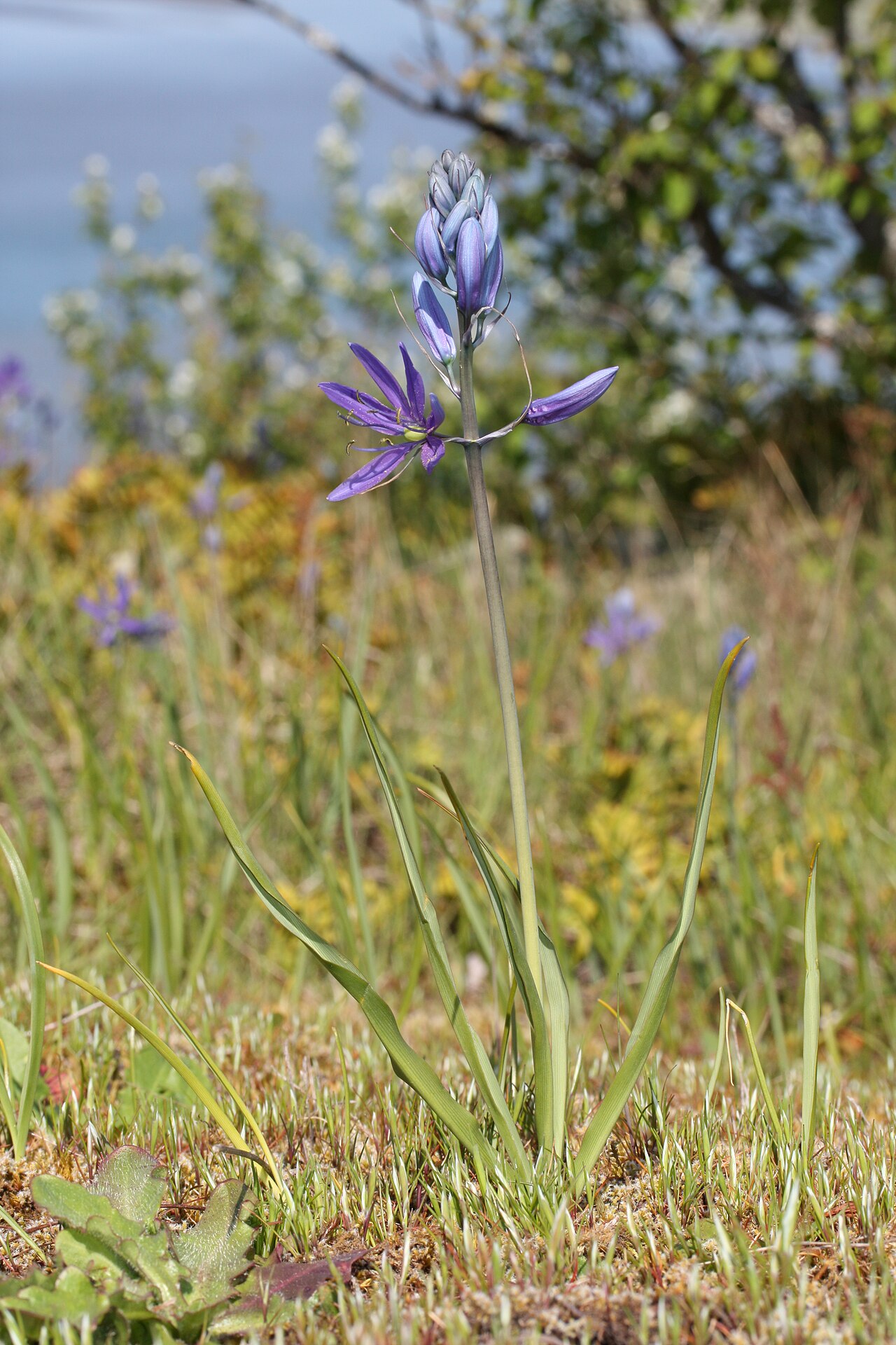 Камассия (Camassia) — внешний вид растения
