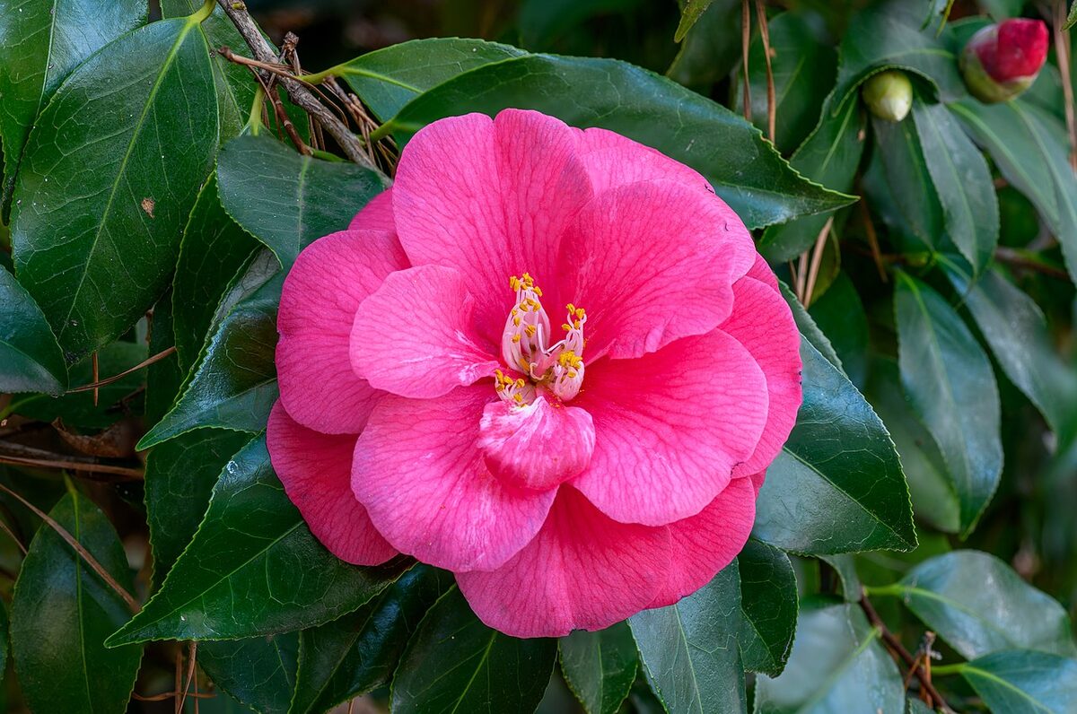 Камелия (Camellia japonica) — внешний вид растения