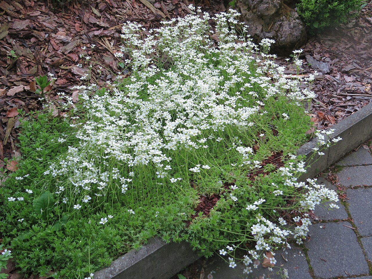 Камнеломка (Saxifraga) — внешний вид растения