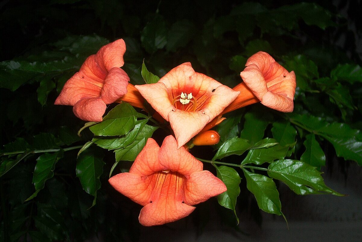 Кампсис (Campsis radicans) — внешний вид растения