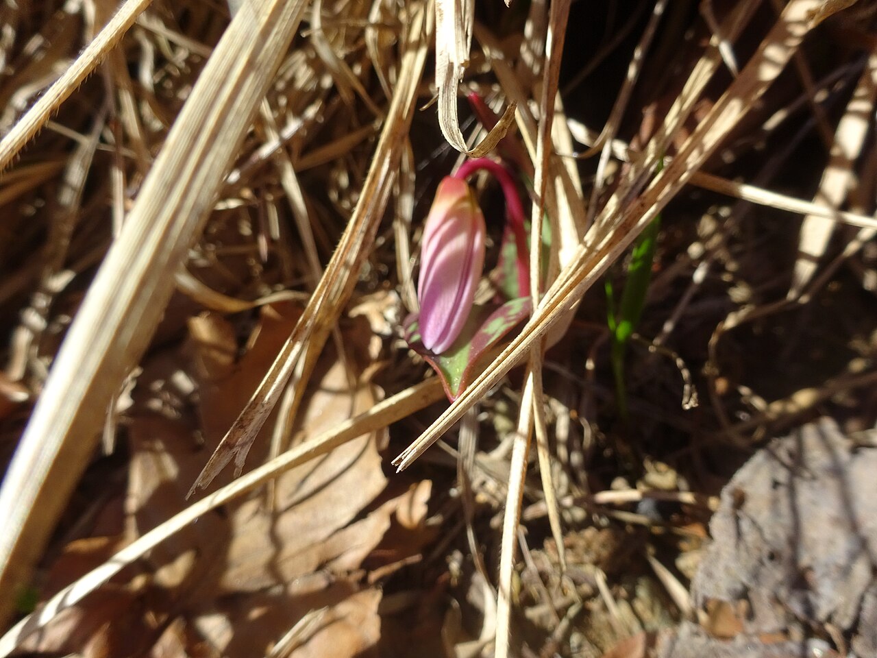 Кандык (Erythronium) — внешний вид растения