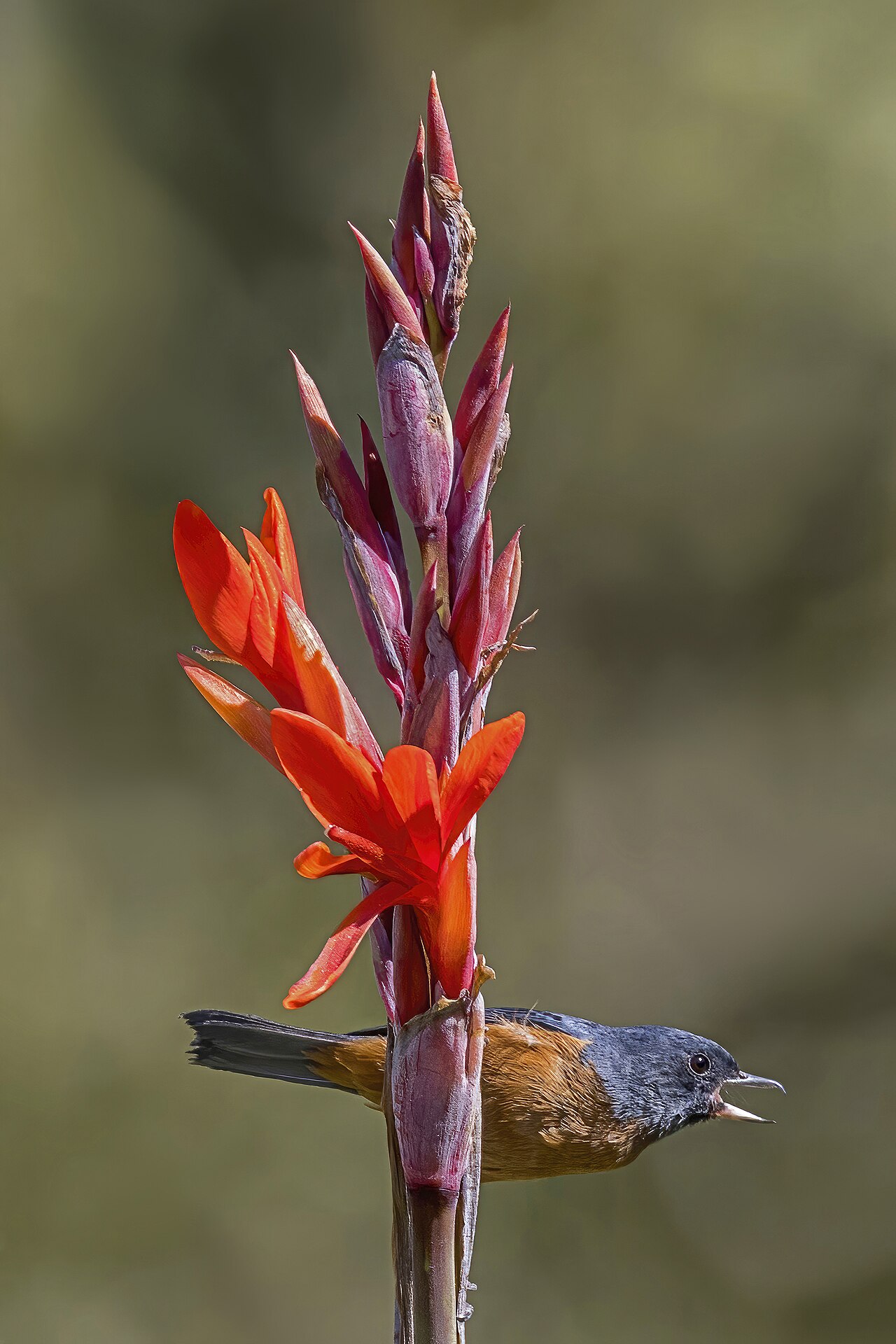 Канна съедобная (Canna edulis) — внешний вид растения