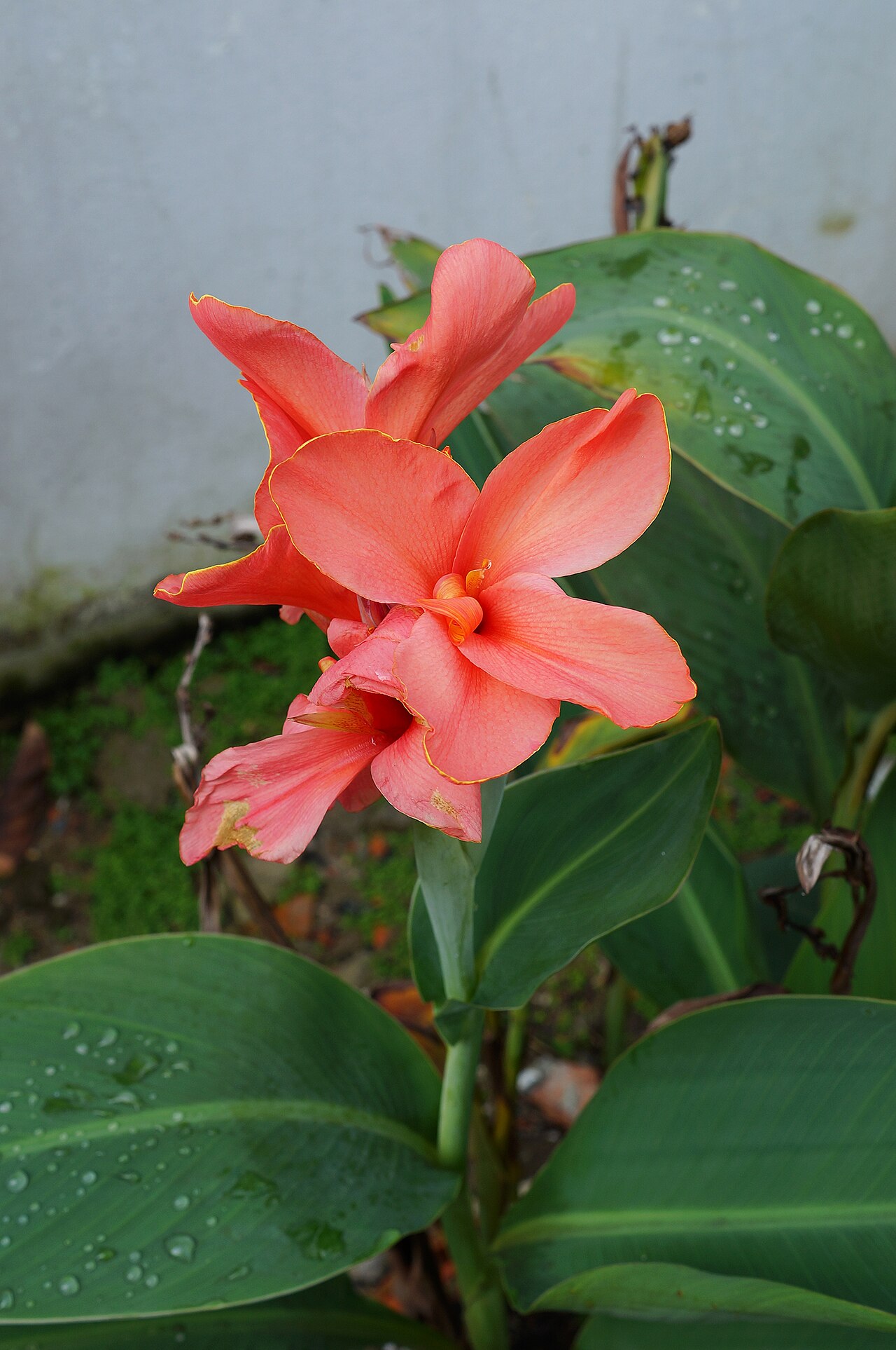 Канна (Canna) — внешний вид растения