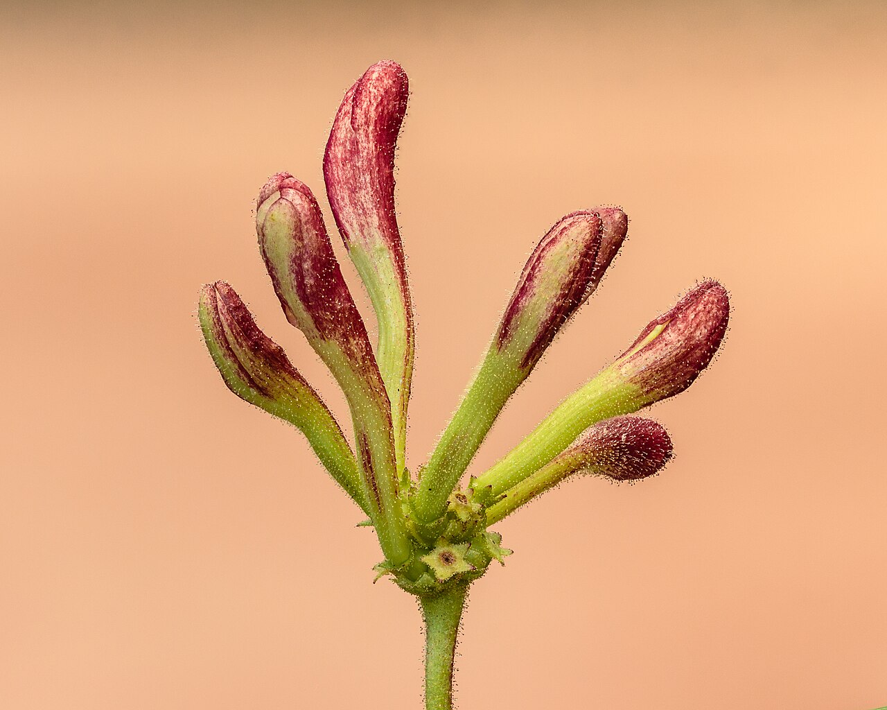 Каприфоль (Lonicera caprifolium) — внешний вид растения